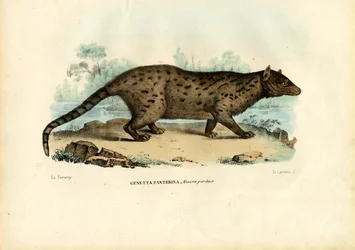 Pardine Genet, 1863-79